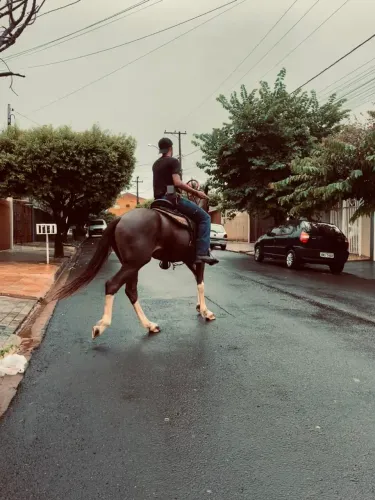 Vendo cavalo Manga larga
