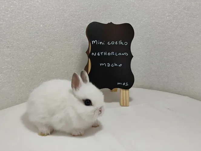 Mini Coelhos Filhotes com 31 dias de vida 