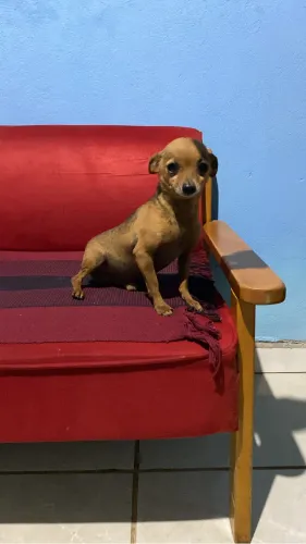 Vende se pincher machinho