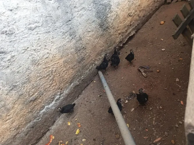 Pintinho caipira puro