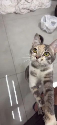 Gatinha para adoção 