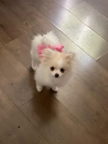 Spitz Alemão Fêmea 