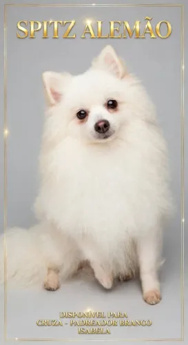 Spitz alemão disponível para cruza