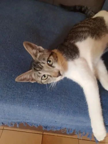 Gato macho pra adoção 
