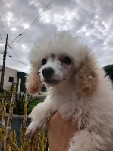 Poodle fêmea toy