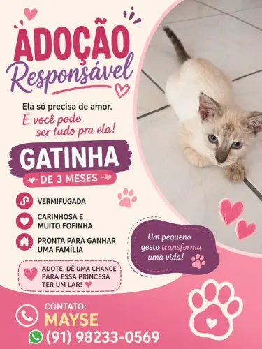 Gatinhos para adoção responsável