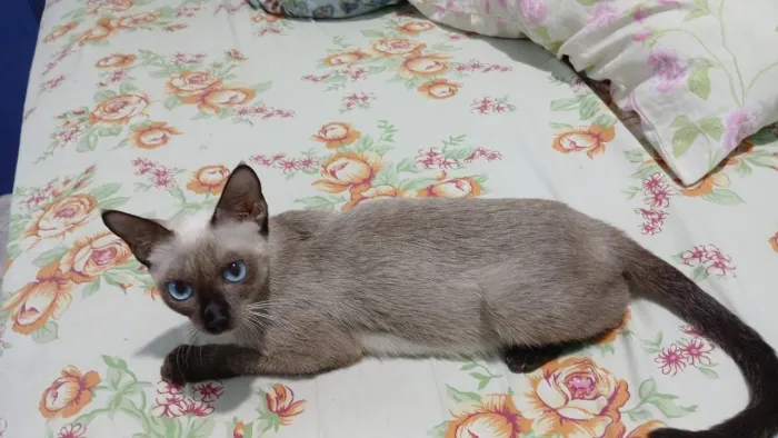 GATINHA adoção