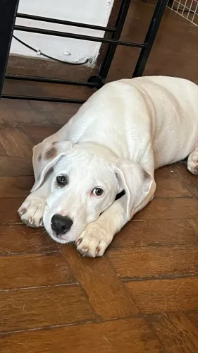 Doa cachorro 5 meses