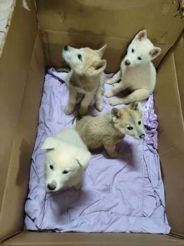 Filhotes de Akita