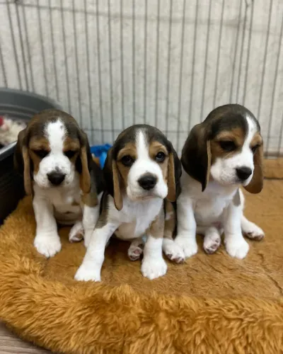 Beagle Filhotes Bicolor e Tricolor 