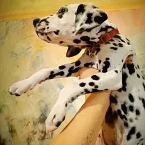 Dálmata,Dálmata Filhote Muito Amoroso e Dócil