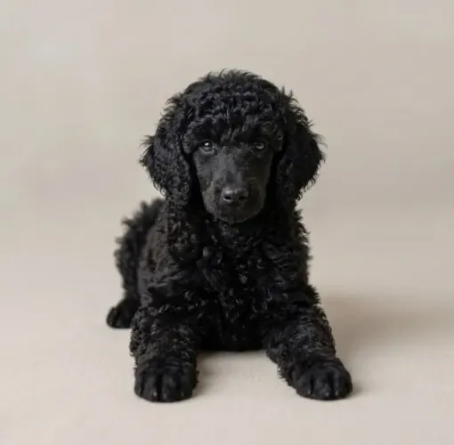 Poodle Giganto macho Black - Linhagem Premium