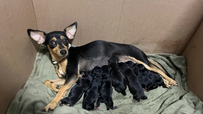 Filhote de Pinscher Original