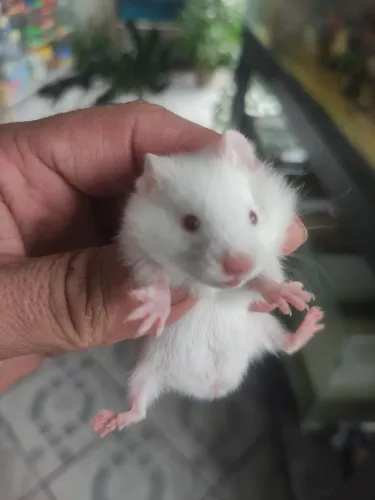 Hamister sírio filhotes