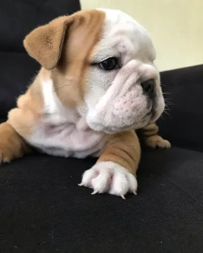 Filhote de Buldogue Inglês criado com carinho e atenção desde os primeiros dias.