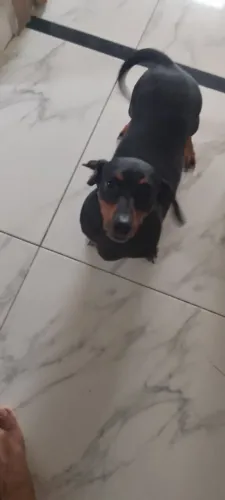 Dachshund, Basset