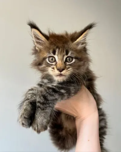 MAINE COON filhote disponível gato