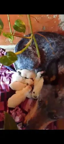 Filhote de boiadeiro australiano 