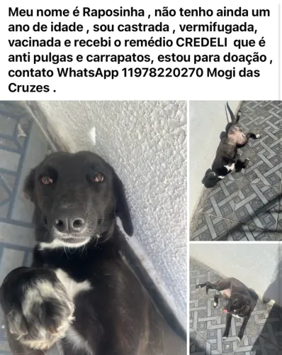 Adoção de animais