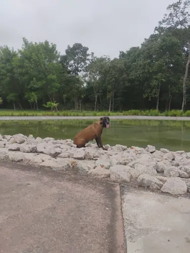 Filhotes de Malinois adestrados