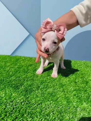 Pequenina Cheia de Amor