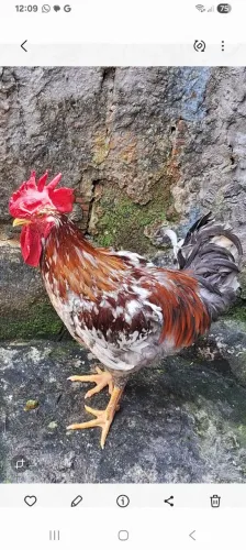 Disponível pra venda