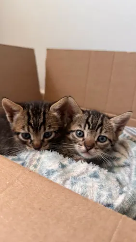 Adoção responsável - Gato filhote fêmea 
