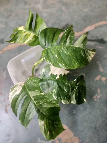 Plantas