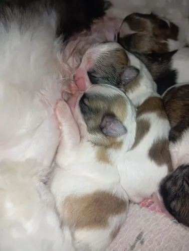 Vende-se filhote de Shitzu 