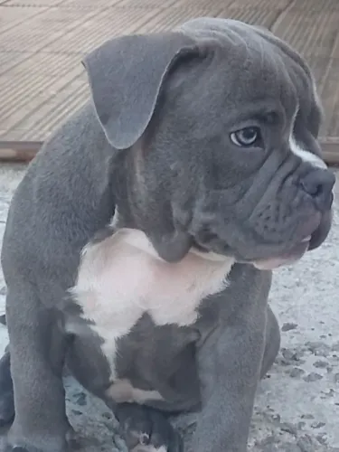 Filhotes American bully pocket com pedigree 5 meses