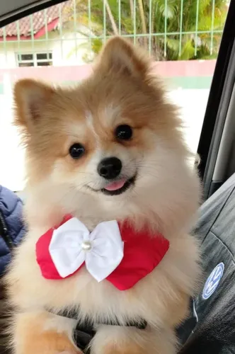 Lulu da Pomerânia seis meses