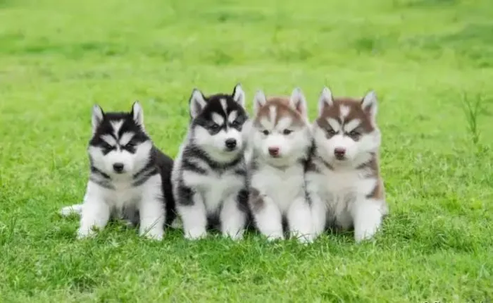 Husky siberiano Belas Cores 