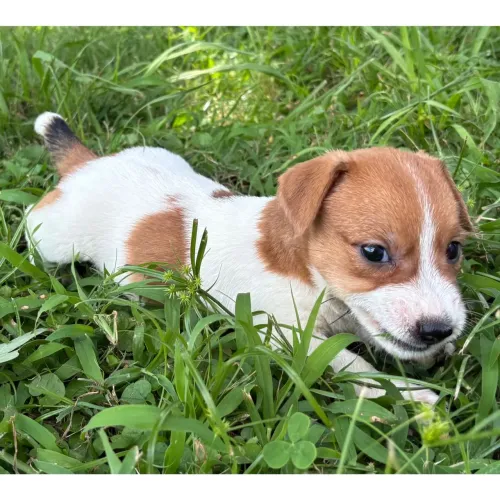 Jack Russel Terrier | Pequenos, corajosos e saudáveis