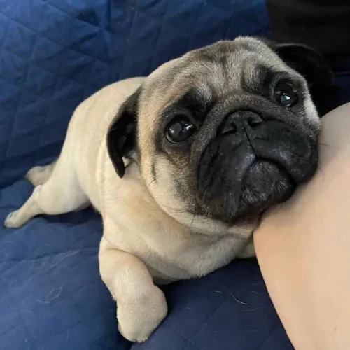 Filhote Pug, Filhotes cheios de amor prontos para serem seus!