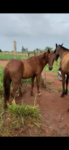 Pônei andador segunda muda, manso pra qualquer um andar.