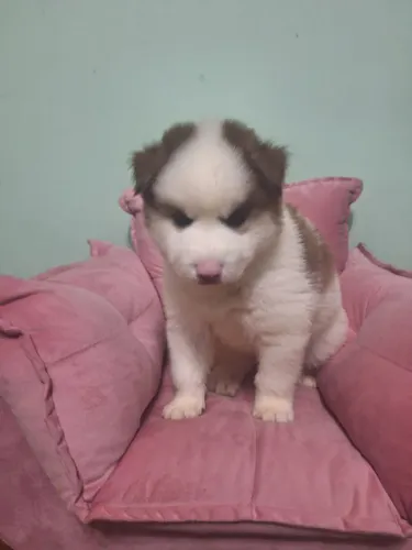 Filhote Husky Siberiano, A amizade mais verdadeira vem de um rabinho abanando!