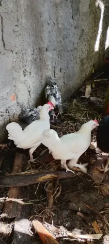 VENDO 4 MINI GALOS GARNIZÉ
