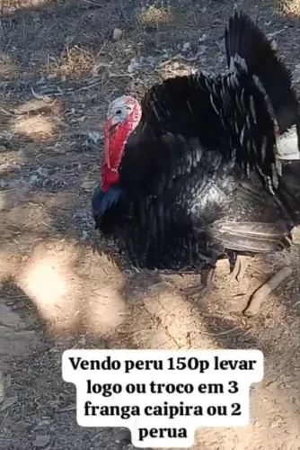 Vende peru