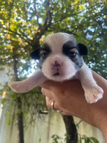 Filhote Shih tzu Puro Macho Disponível 
