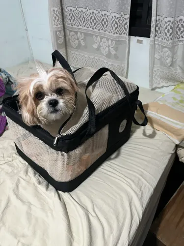 Bolsa de transporte são pet
