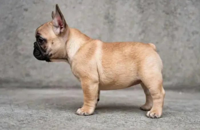 Bulldog francês fêmeas
