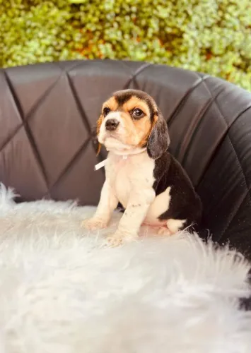 Lindos Beagles