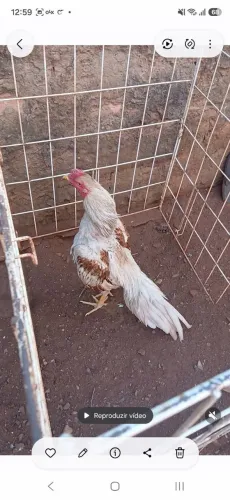 Frango mura lindo