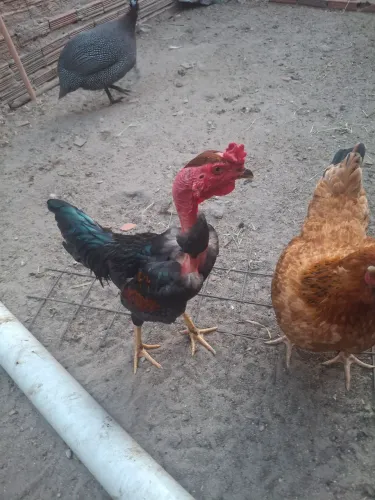 Frangos cipira