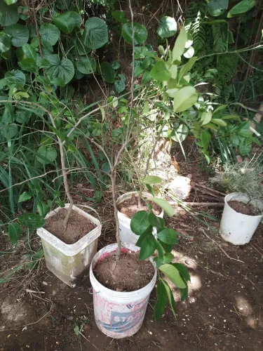 Mudas de Limão Siciliano com 01 ano produzindo em baldes