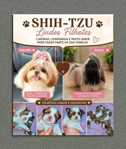 Bebês shihtzu 