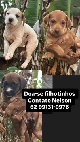 Cachorrinhos lindos pra adoção