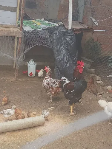 Galo e galinha balão sertanejo mil flores 