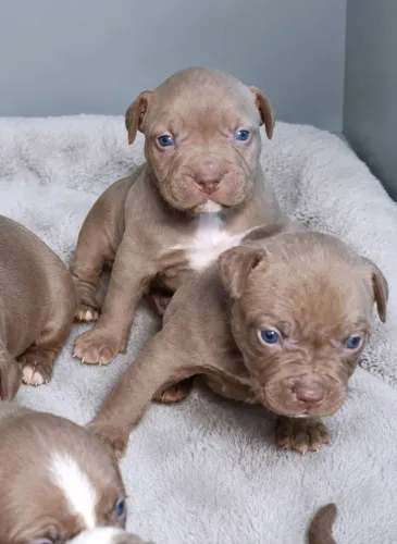 Filhotes de Pitbull