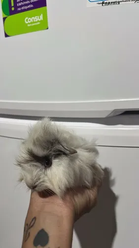 Porquinho da índia